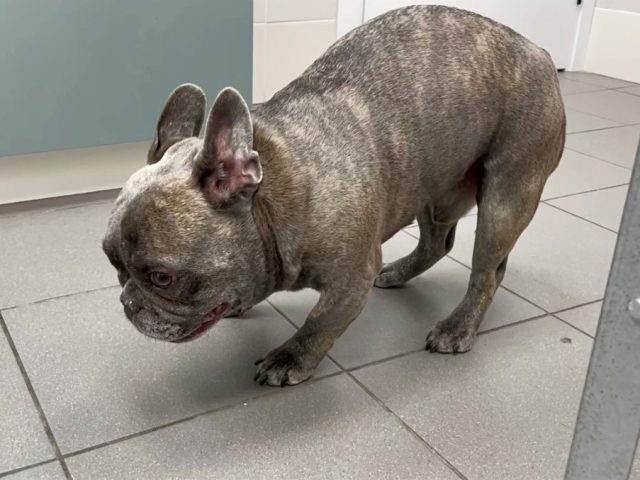 Грыжа диска у собак: причины, симптомы, диагностика и лечение. Информация для владельцев.