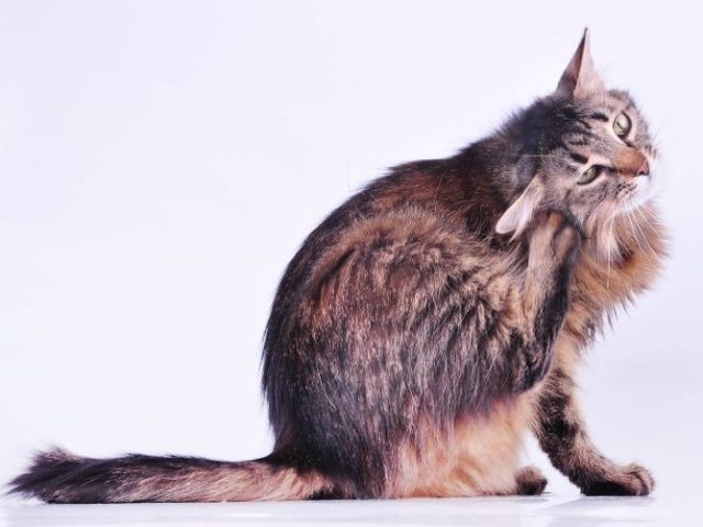 Средний отит у собак и кошек. Диагностика и лечение среднего отита у собак и кошек