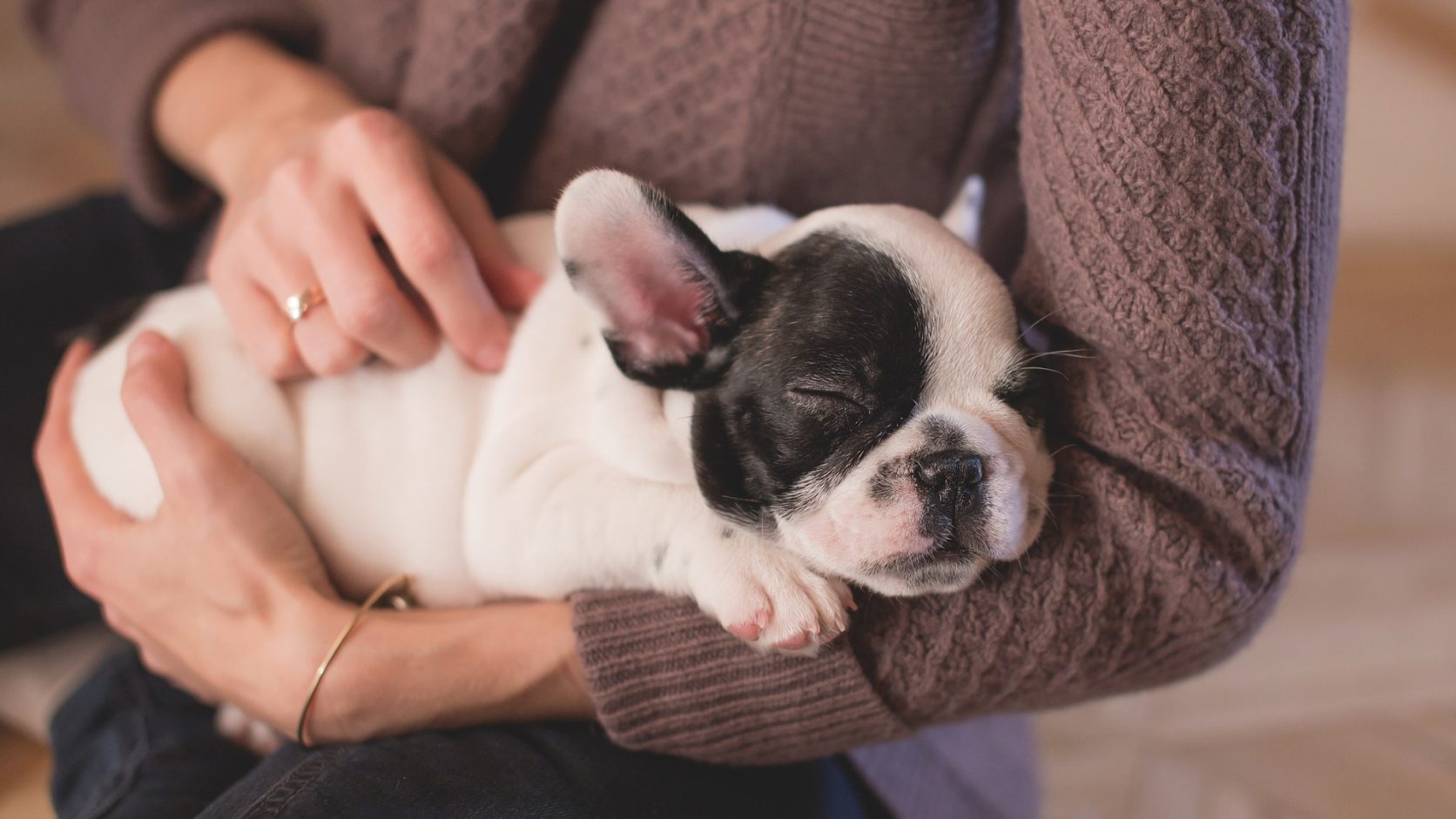 Дермоидный синус у собак. Спинальная дизрафия у собак. Обзорная статья