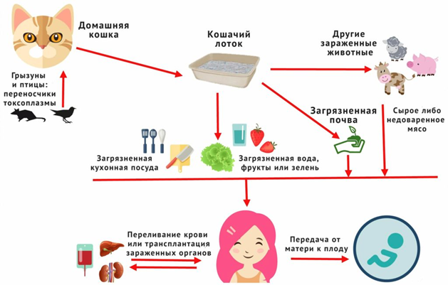 Клинические проявления токсоплазмоза у собак